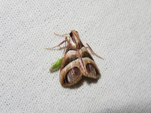 Incarcha aporalis