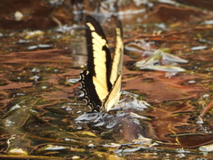 Heraclides androgeus