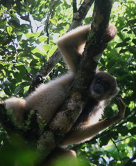 Southern Muriqui photo 3