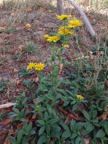 Meadow Fleabane