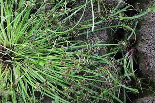 Brown Flatsedge