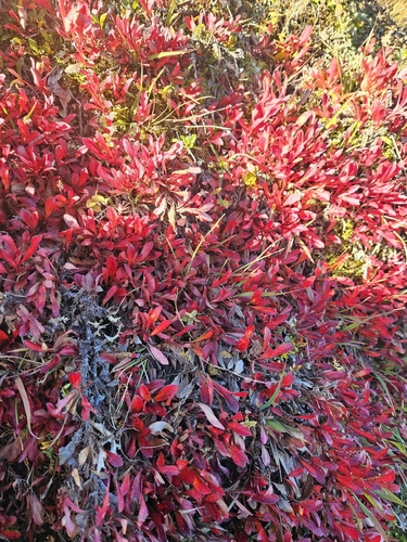alpine bearberry