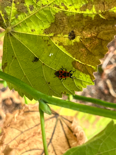 European Firebug