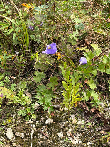 balloon flower