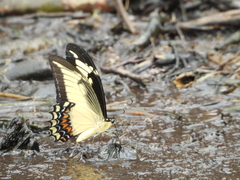 Heraclides androgeus