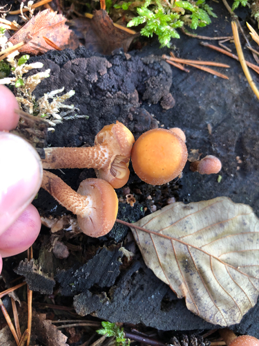 Sheathed Woodtuft