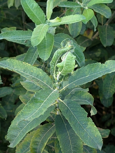 Salix appendiculata, photograph 1