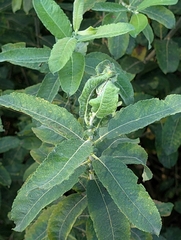 Salix appendiculata