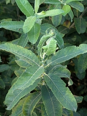 (c) Tom and T Herman, some rights reserved (CC BY) Salix appendiculata, photograph (c) Tom and T Herman, some rights reserved (CC BY)