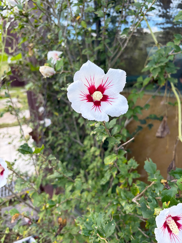 common hibiscus