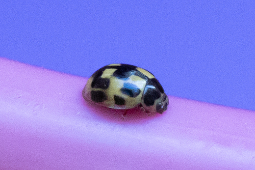 Fourteen-spotted Lady Beetle