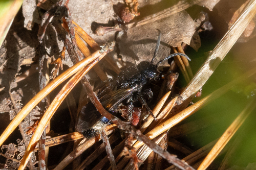 Large Velvet Ant