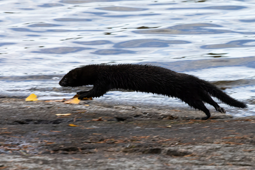 American Mink