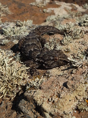 Tarentola angustimentalis
