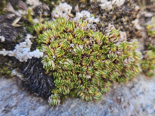 mossy saxifrage