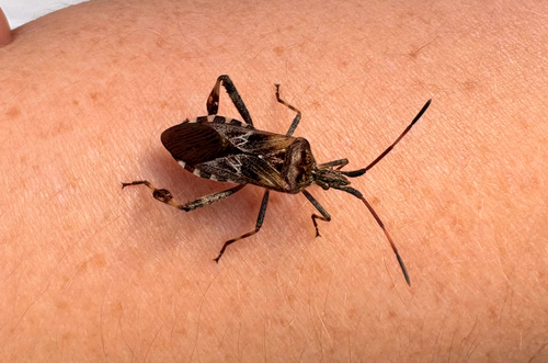 Western Conifer Seed Bug