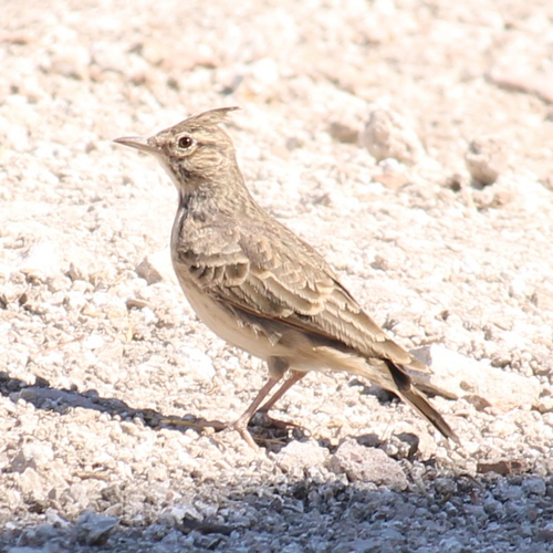 Crested Lark