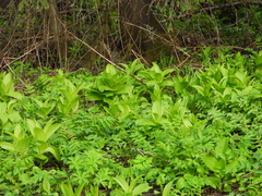 Veratrum lobelianum
