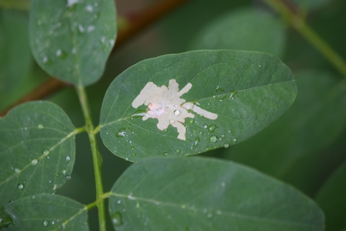 Locust Digitate Leafminer Moth
