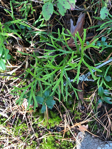 northern ground-cedar