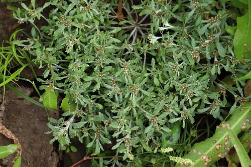 marsh cudweed