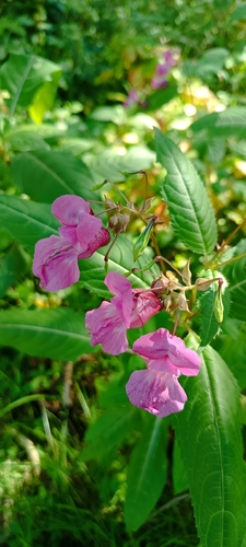 Himalayan balsam