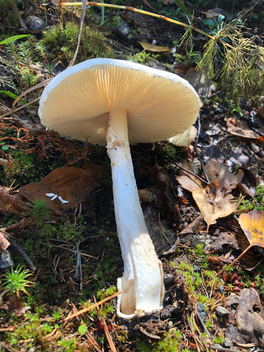 European Destroying Angel