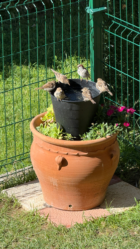 European house sparrow