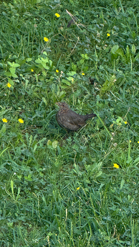 Western European Blackbird