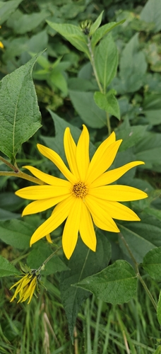 Jerusalem artichoke