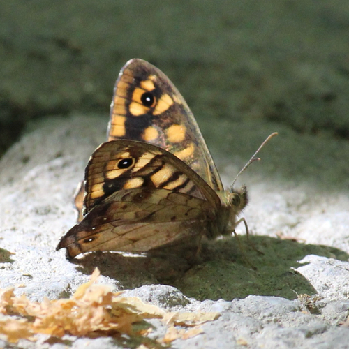 Speckled Wood