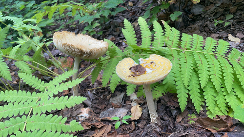 American Yellow Fly Agaric