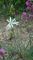 Anthericum liliago