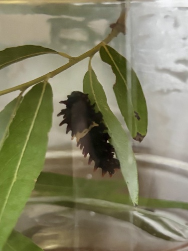 Common Rose Swallowtail