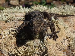 Tarentola angustimentalis