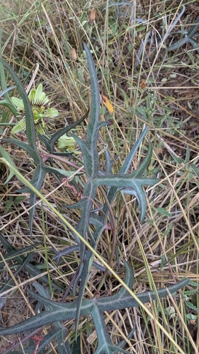 Passiflora tenuiloba, photograph 2