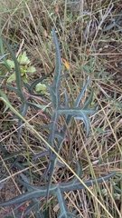Passiflora tenuiloba, photograph (c) Mark McClelland, some rights reserved (CC BY)