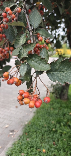 Swedish Whitebeam