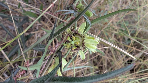 Passiflora tenuiloba, photograph 3