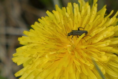 Oedemera virescens