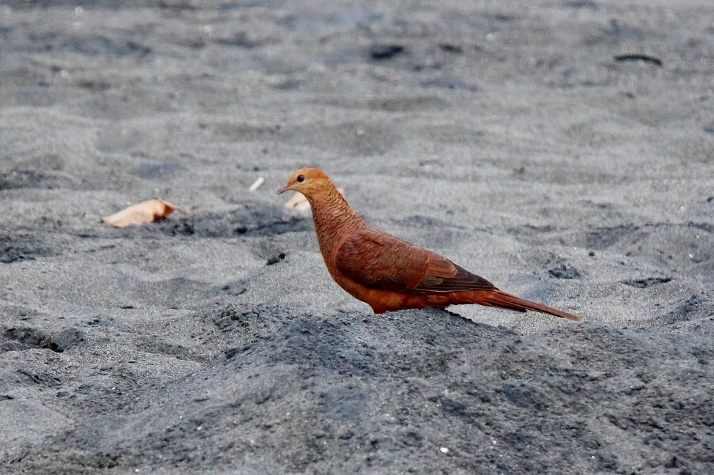 Ruddy Cuckoo-Dove photo