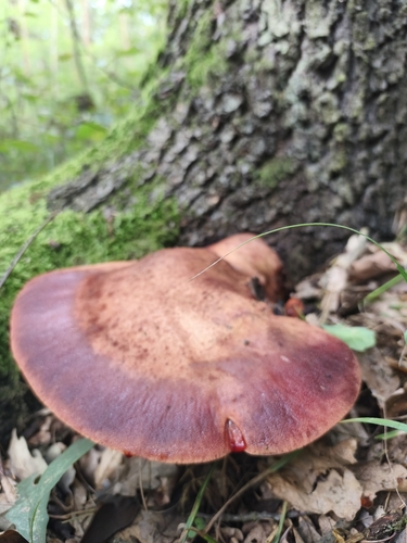 Beefsteak Polypore