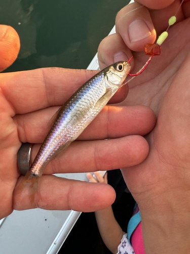 Spottail Shiner