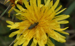 Oedemera virescens