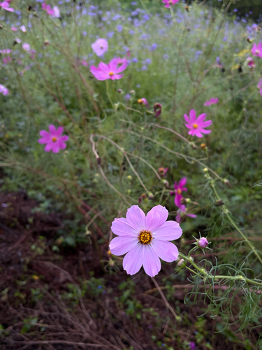 garden cosmos