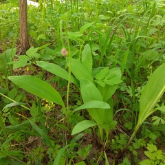 Allium microdictyon