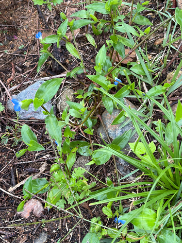 Asiatic dayflower