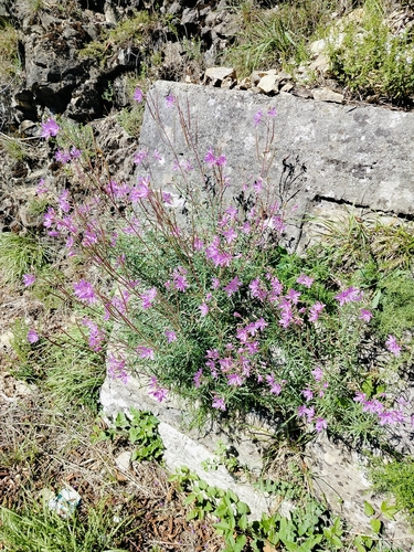 Rosemary-leaved Willowherb