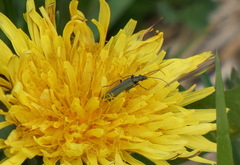 Oedemera virescens