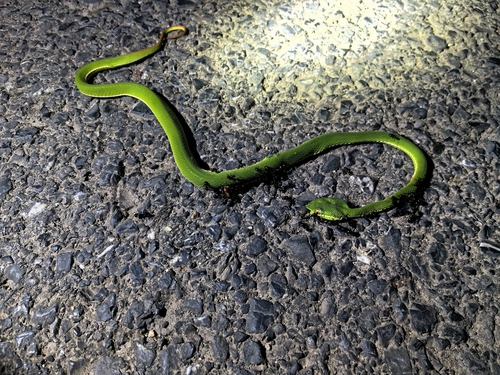 Chinese Green Tree Viper